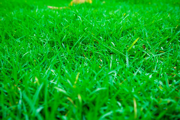Green meadow grass texture