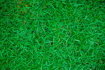 Green meadow grass texture
