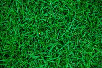 Green meadow grass texture
