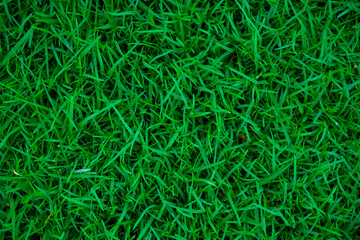 Green meadow grass texture