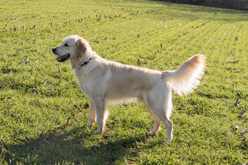 cane Golden Retriever