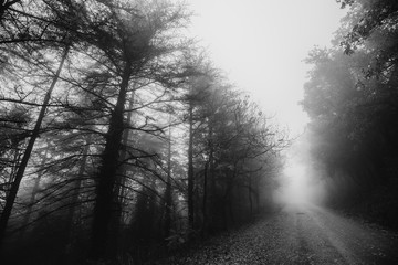 Beautiful view of a road in the middle of fog, with trees at the sides and leaves on the ground
