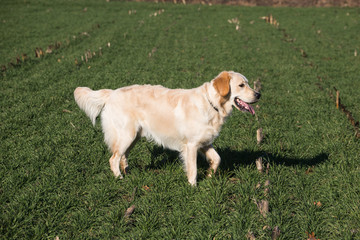 cane Golden Retriever