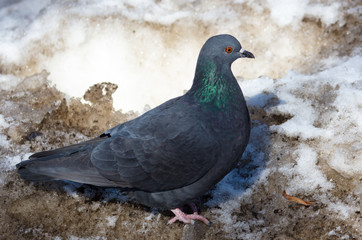 Pigeon in the dirty snow in the park
