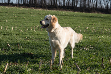 cane Golden Retriever