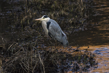 Graureiher (Ardea cinerea)