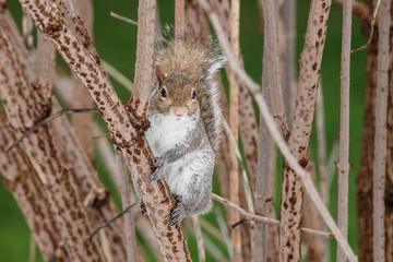 scoiattolo grigio (Sciurus carolinensis)
