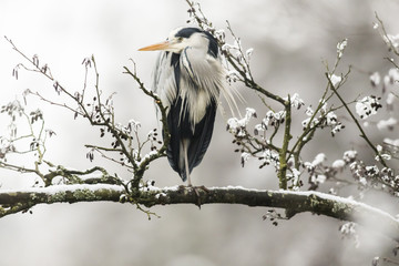 Graureiher (Ardea cinerea)