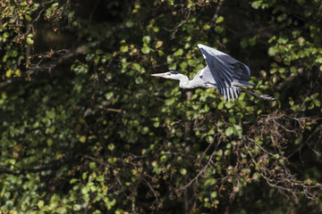 Naklejka premium Graureiher (Ardea cinerea)