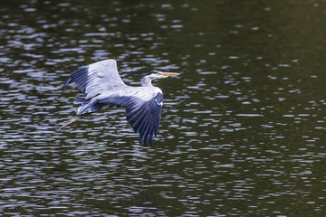 Graureiher (Ardea cinerea)
