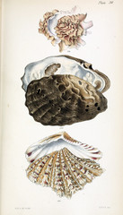 Illustration of shells.