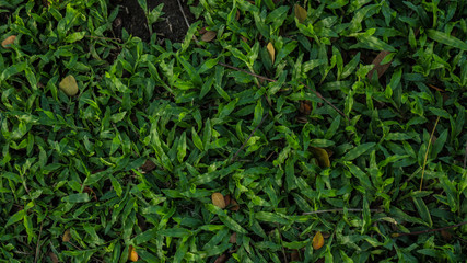 Green grass The leaves and branches are mixed.