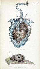 Illustration of shells.