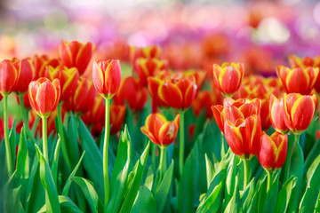 Colorful of Floral blossom consist of Tulip, orchid, Lilly, cyclamen and others