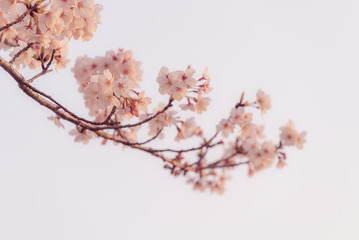 夕日と桜
