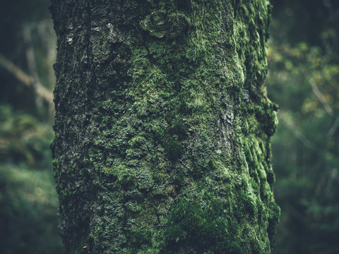 Moss on tree trunk