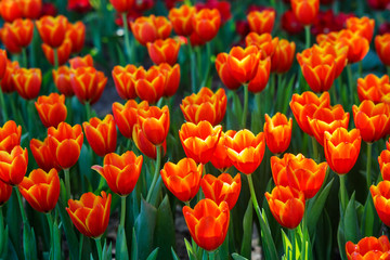 Colorful of Floral blossom consist of Tulip, orchid, Lilly, cyclamen and others