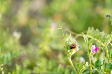 ナナホシテントウと春の野草