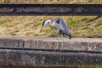 Graureiher (Ardea cinerea)