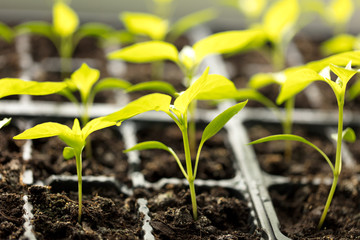 A small green sprout in the ground