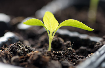 A small green sprout in the ground