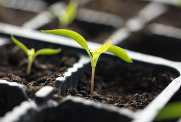 A small green sprout in the ground