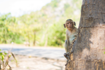 Little monkey sitting on a tree