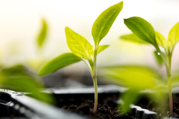 A small green sprout in the ground