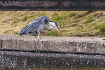 Graureiher (Ardea cinerea)