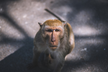 Monkey staring with suspicion.