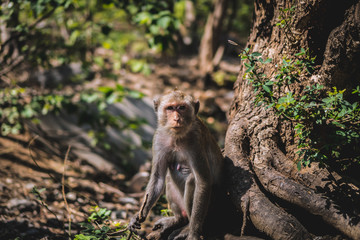 Monkey staring with suspicion.