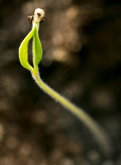 A small green sprout in the ground