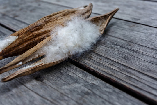 Blossom Ceiba or capoc on the tree, this blossom white silk cotton use for making pillow