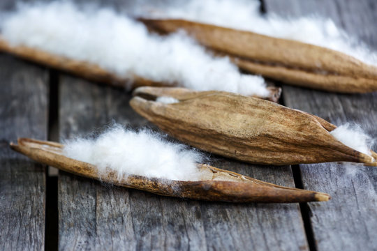 Blossom Ceiba or capoc on the tree, this blossom white silk cotton use for making pillow