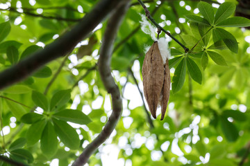 Blossom Ceiba or capoc on the tree, this blossom white silk cotton use for making pillow