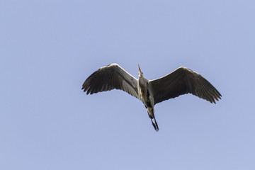 Graureiher (Ardea cinerea)