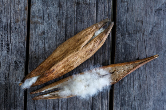Blossom Ceiba or capoc on the tree, this blossom white silk cotton use for making pillow
