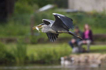 Graureiher (Ardea cinerea)