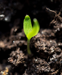 A young sprout of pepper in the ground
