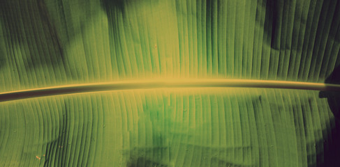 banana leaf. green leave. Green leaf background. Abstract background