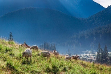 Obraz premium Wonderful flock of sheep grazing on green hills, Tatra Mountains