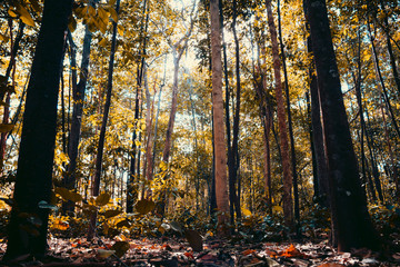 Trees in the forest