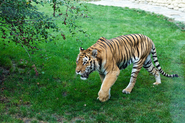 A tiger in search of prey.
