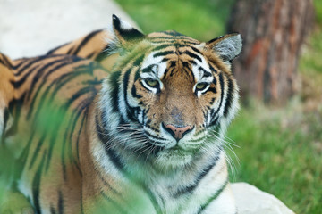 Amur tiger