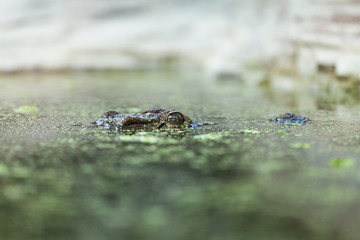 The crocodile appeared from the water.