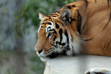 The Amur tiger is resting.