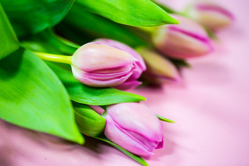 tulips on pink background, easter, birthday, mother´s day