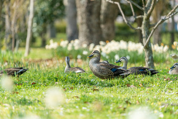 カルガモと春の野原