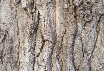 Closeup of texture background of an old oak tree bark