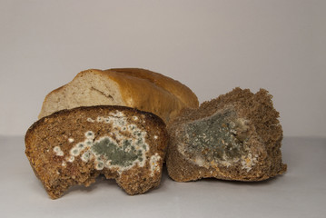 Wheat and rye bread, covered with mold. A spoiled product.
